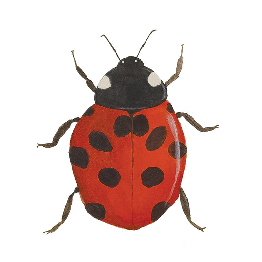 Ladybug - Original Watercolor Painting